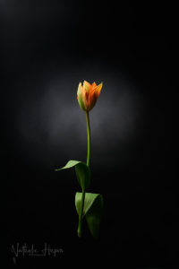 tulipe orange covid-19 divoc