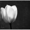 tulipe blanche